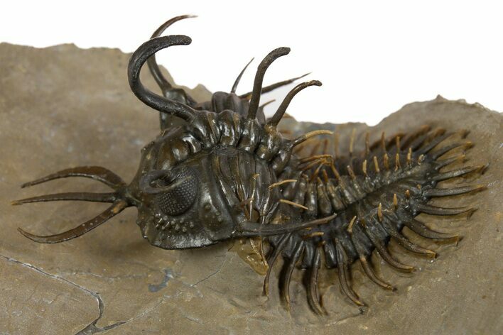 Short-Fork Walliserops Hammi Trilobite - Foum Zguid, Morocco #345190